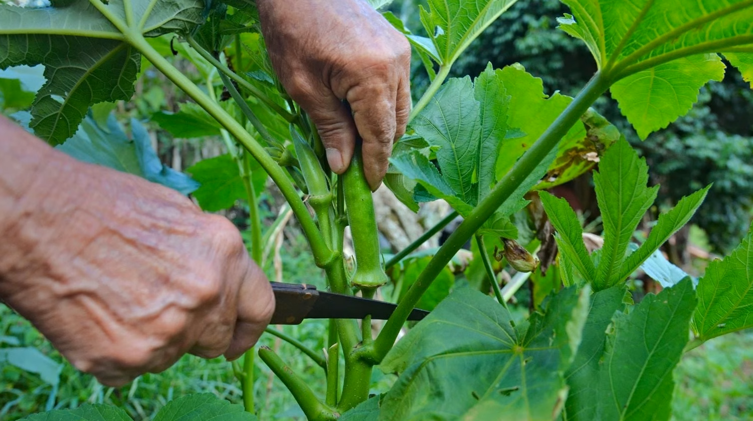 Comment cultiver des courgettes: plantation à récolte