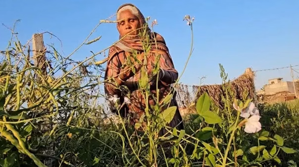 Délai de récolte des haricots verts après plantation