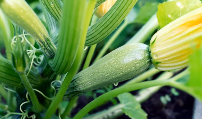 Farce à légume : nos idées garnies et gourmandes