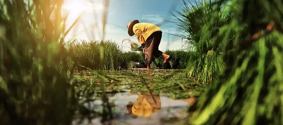Techniques de maraîchage biologique